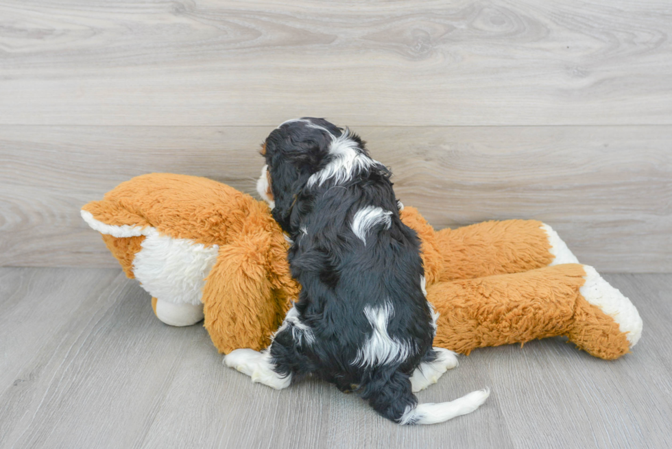 Playful Cavalier King Charles Spaniel Baby