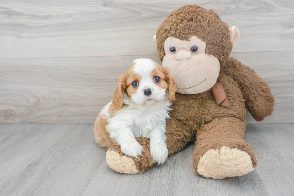 Little Cavalier King Charles Spaniel Purebred Pup