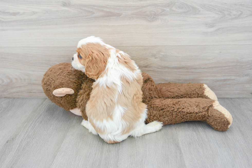 Adorable Cavalier King Charles Spaniel Purebred Puppy