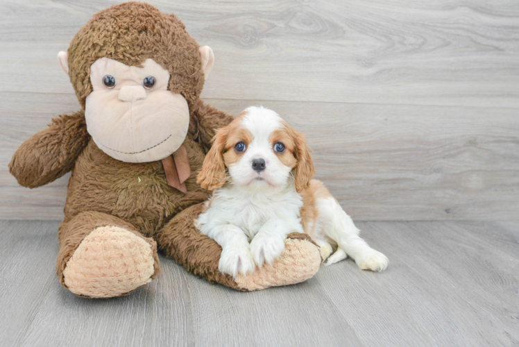 Popular Cavalier King Charles Spaniel Baby
