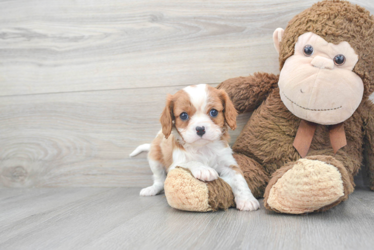 Cavalier King Charles Spaniel Pup Being Cute