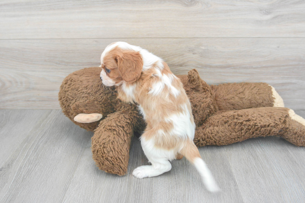 Cavalier King Charles Spaniel Pup Being Cute