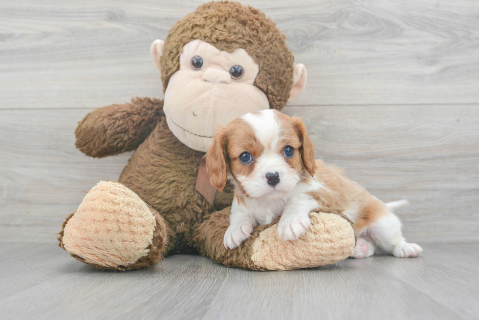 Cavalier King Charles Spaniel Puppy for Adoption