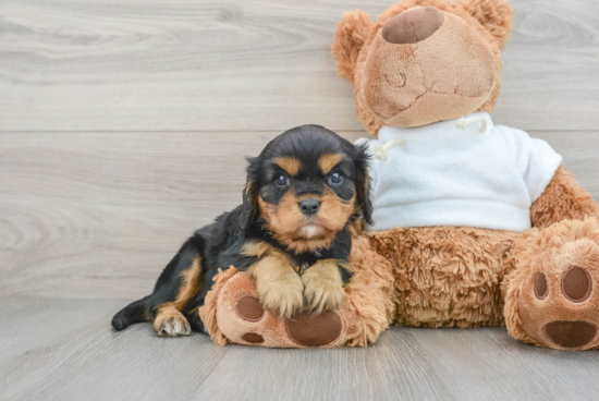 Cavalier King Charles Spaniel Pup Being Cute