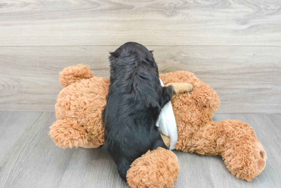 Cavalier King Charles Spaniel Puppy for Adoption