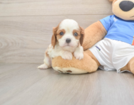 5 week old Cavalier King Charles Spaniel Puppy For Sale - Premier Pups