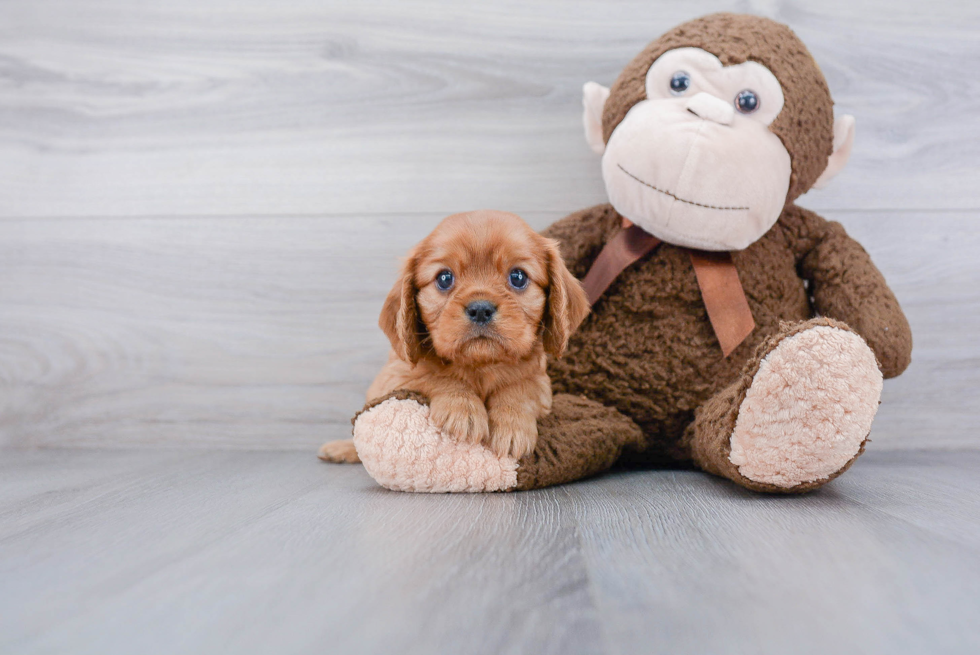 Little Cavalier King Charles Spaniel Purebred Pup