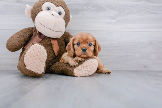 Best Cavalier King Charles Spaniel Baby