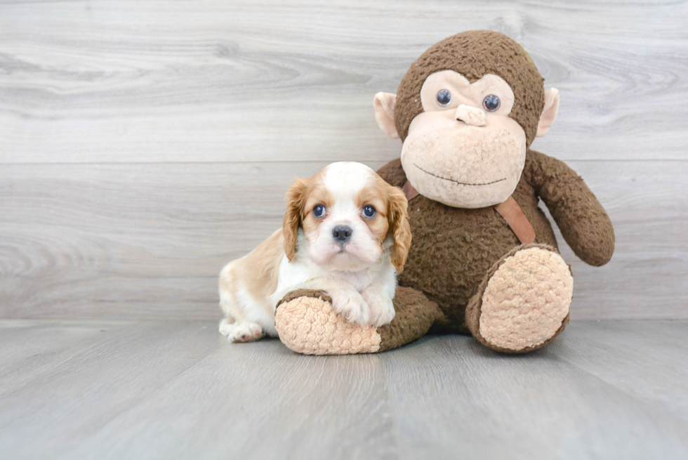 Best Cavalier King Charles Spaniel Baby