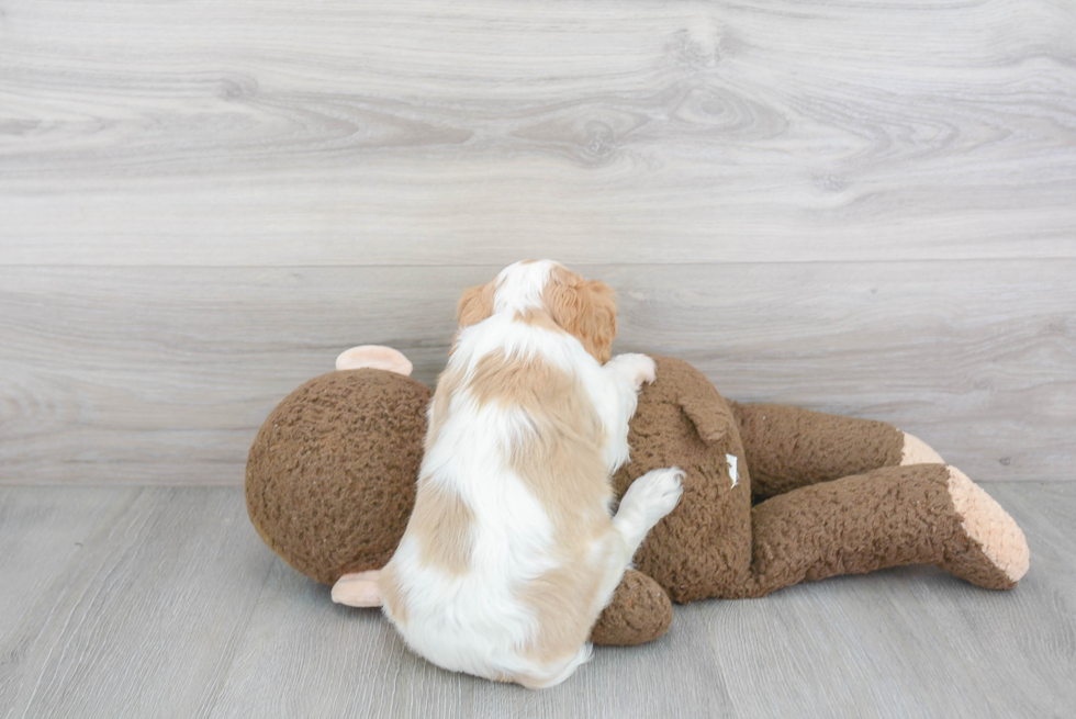 Sweet Cavalier King Charles Spaniel Purebred Puppy