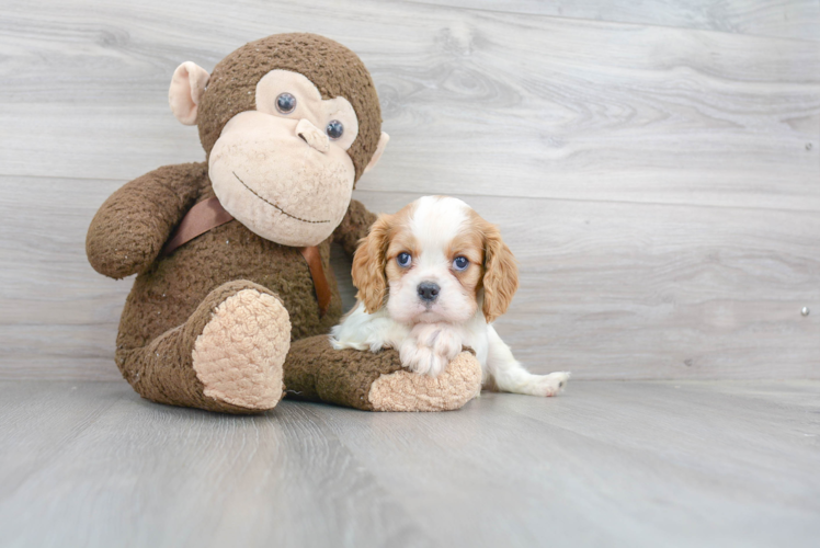 Cavalier King Charles Spaniel Puppy for Adoption