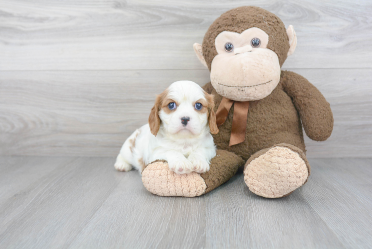 Best Cavalier King Charles Spaniel Baby