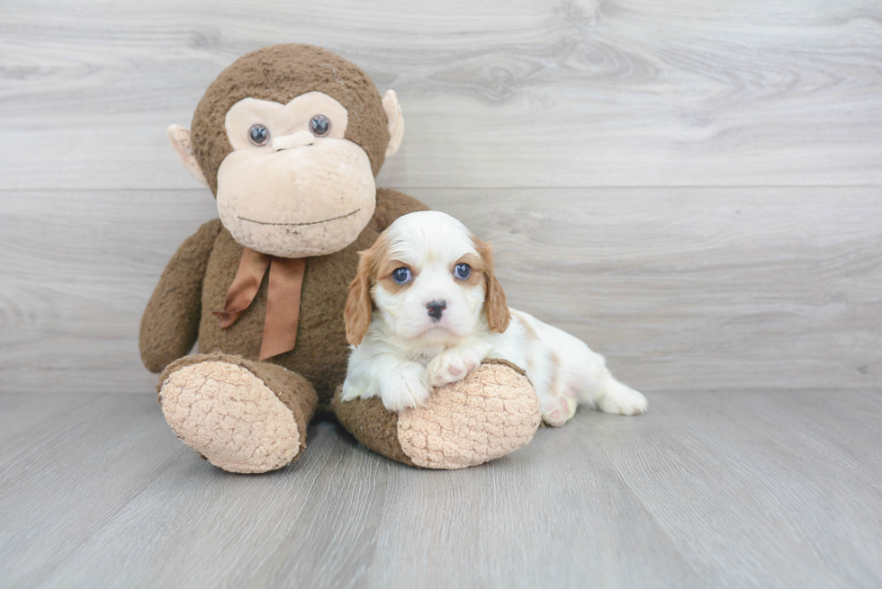Cavalier King Charles Spaniel Pup Being Cute