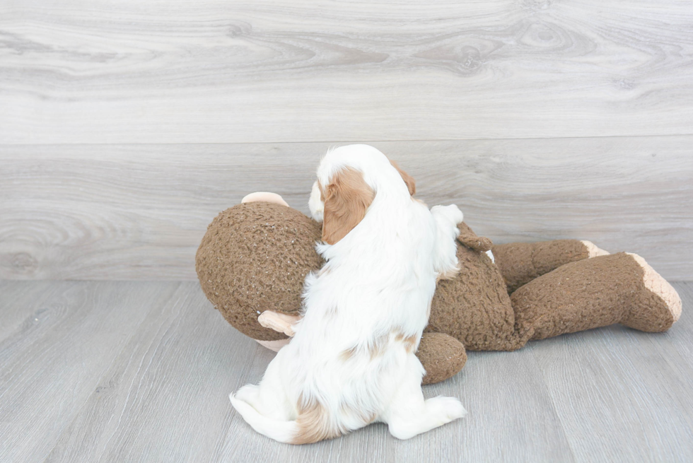 Best Cavalier King Charles Spaniel Baby