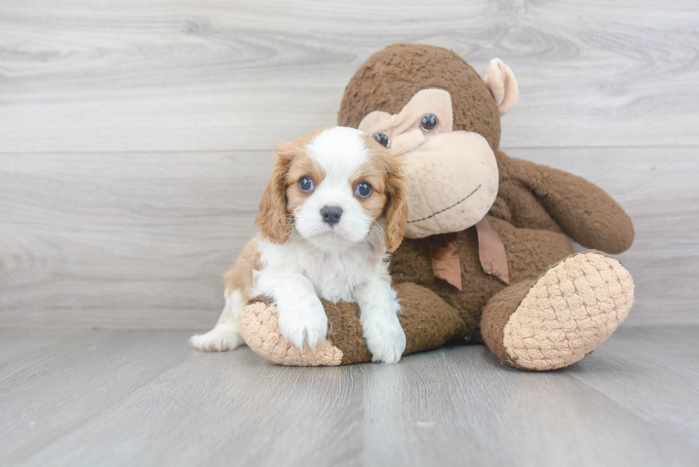 Petite Cavalier King Charles Spaniel Purebred Puppy