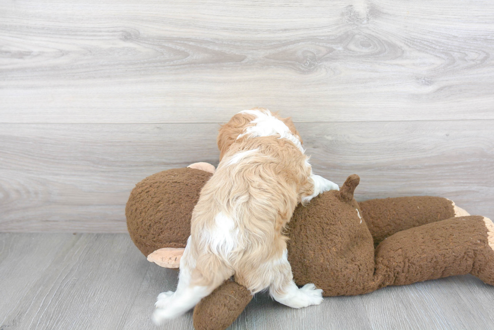 Playful Cavalier King Charles Spaniel Purebred Pup