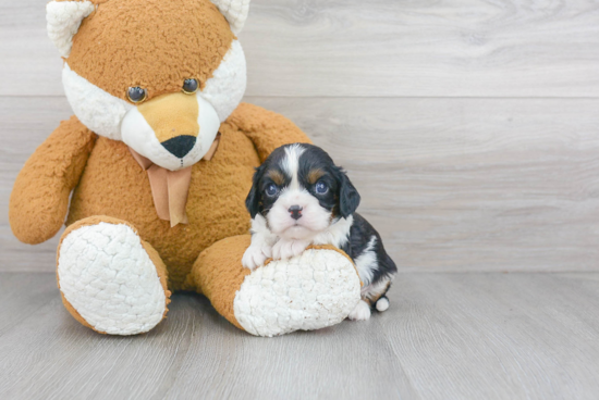 Friendly Cavalier King Charles Spaniel Purebred Pup