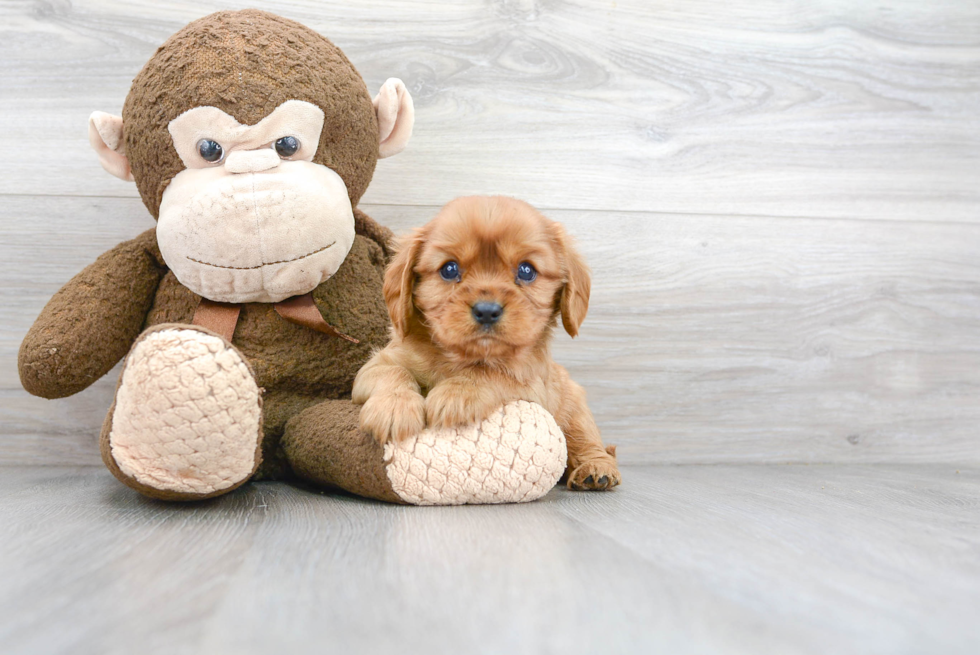 Cute Cavalier King Charles Spaniel Purebred Puppy
