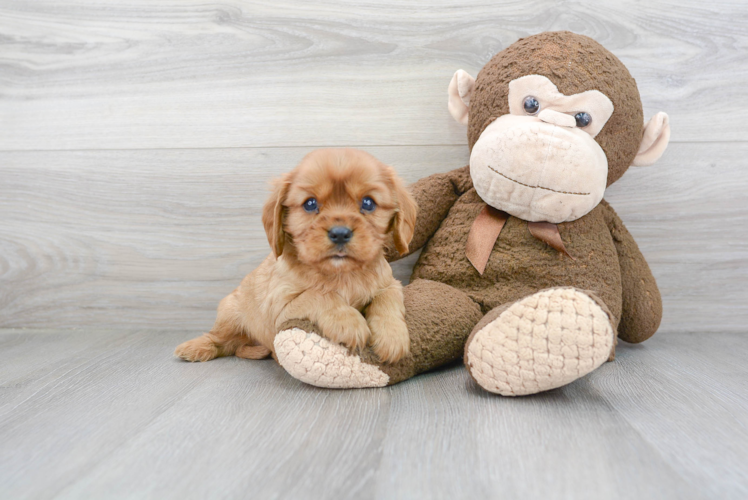 Small Cavalier King Charles Spaniel Baby