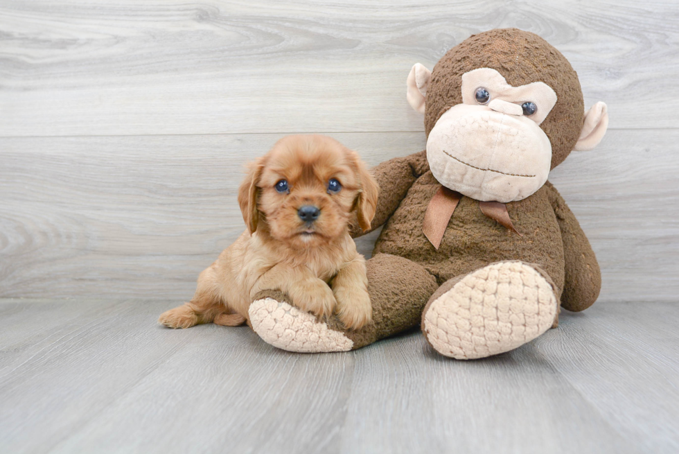 Small Cavalier King Charles Spaniel Baby