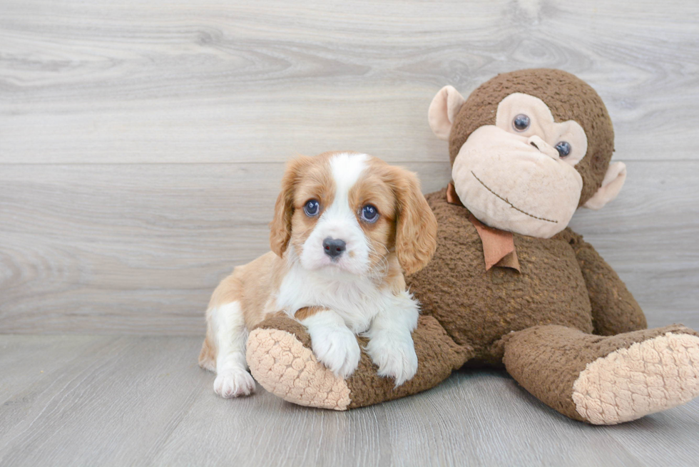 Cavalier King Charles Spaniel Pup Being Cute