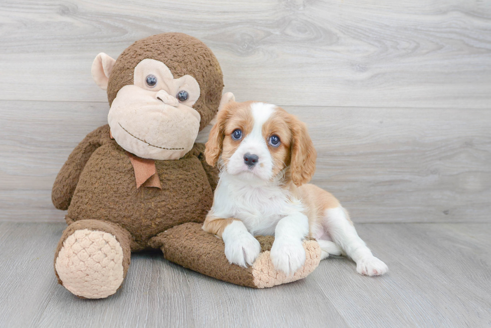 Cavalier King Charles Spaniel Pup Being Cute