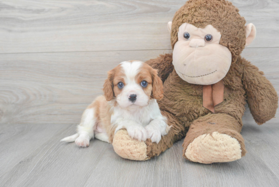 Friendly Cavalier King Charles Spaniel Baby