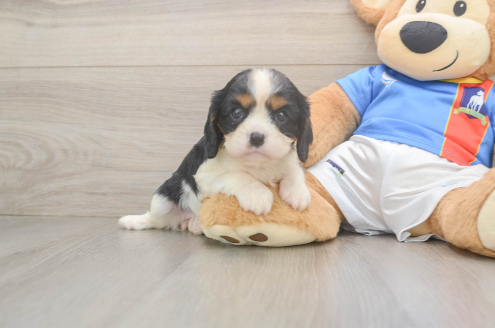 5 week old Cavalier King Charles Spaniel Puppy For Sale - Premier Pups