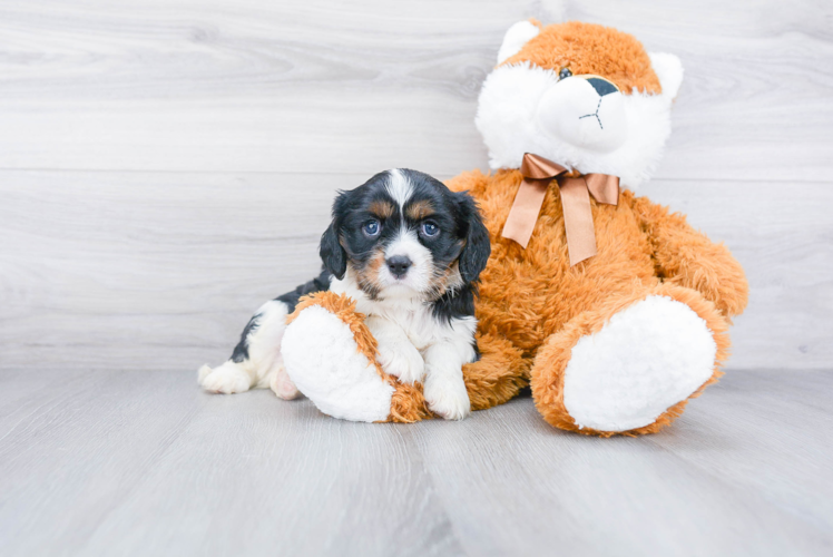 Hypoallergenic Cavalier King Charles Spaniel Purebred Pup