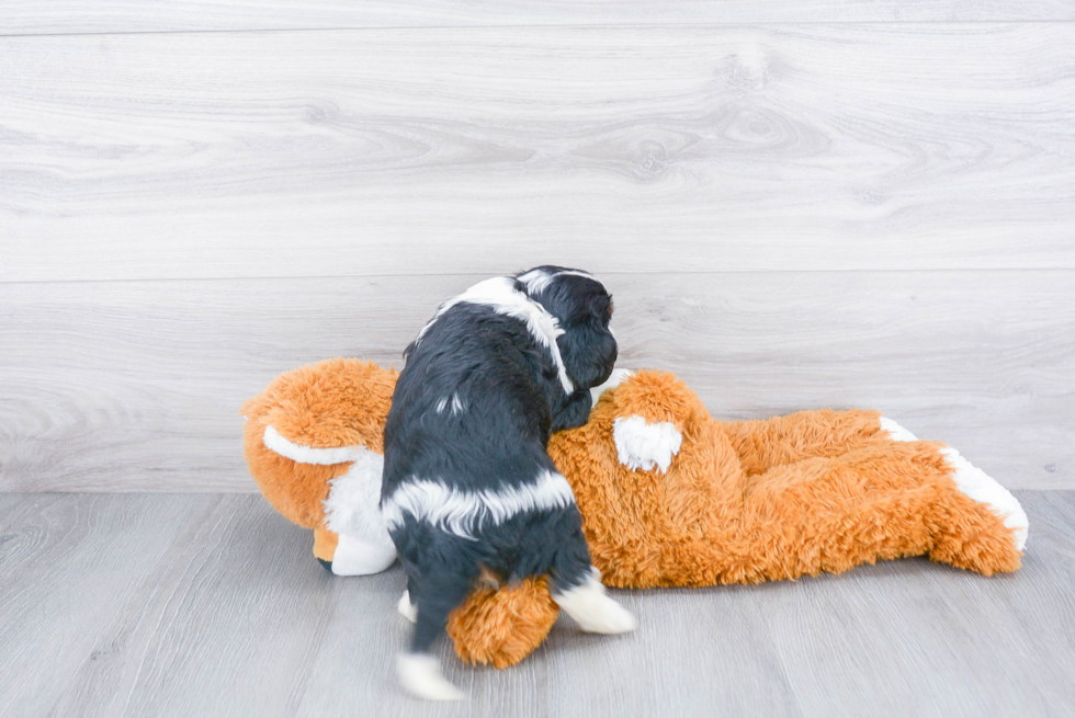 Friendly Cavalier King Charles Spaniel Purebred Pup