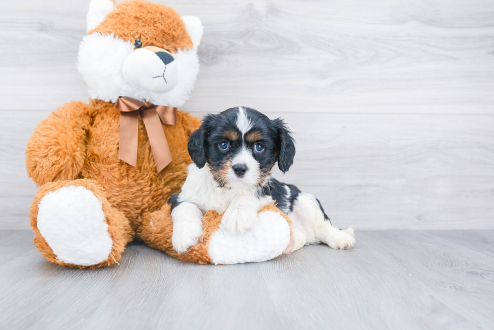 Cavalier King Charles Spaniel Pup Being Cute