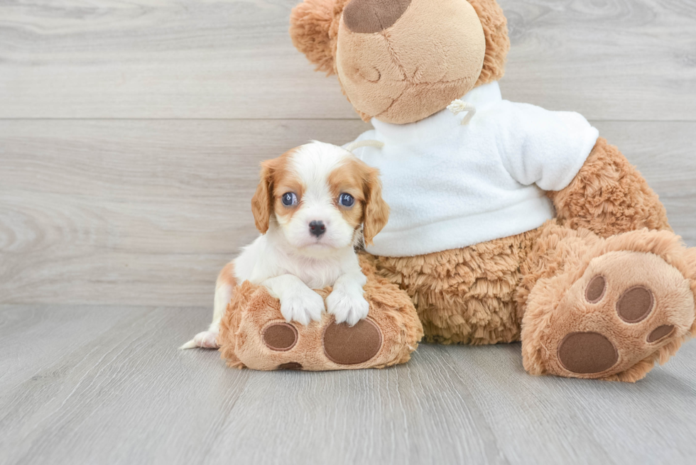 Cavalier King Charles Spaniel Pup Being Cute