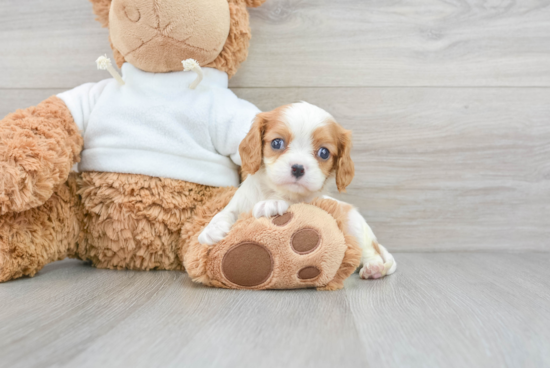 Best Cavalier King Charles Spaniel Baby