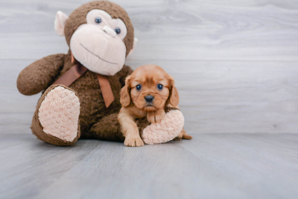 Best Cavalier King Charles Spaniel Baby