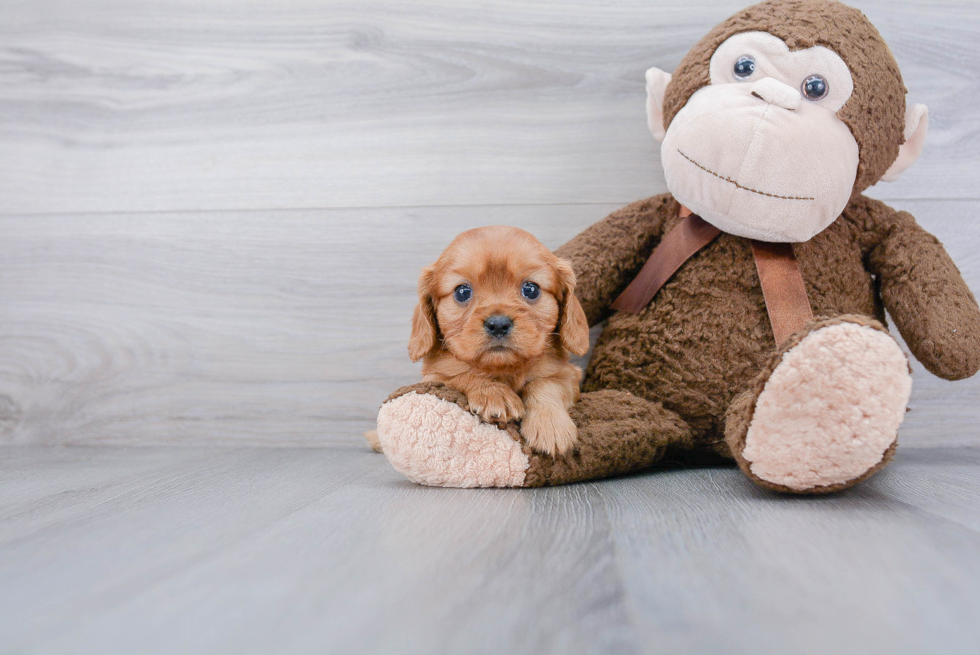 Akc Registered Cavalier King Charles Spaniel Purebred Pup