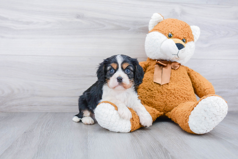 Cavalier King Charles Spaniel Pup Being Cute