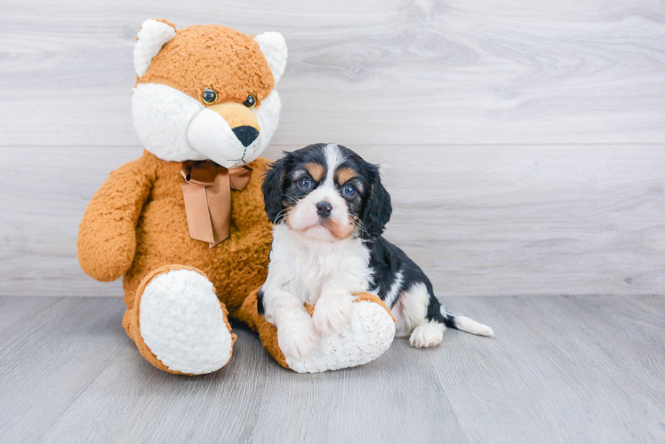 Cute Cavalier King Charles Spaniel Purebred Puppy