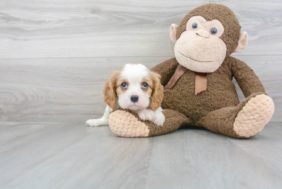 Petite Cavalier King Charles Spaniel Purebred Puppy