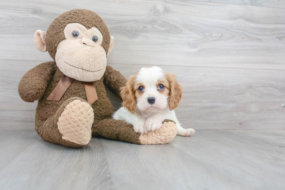 Best Cavalier King Charles Spaniel Baby