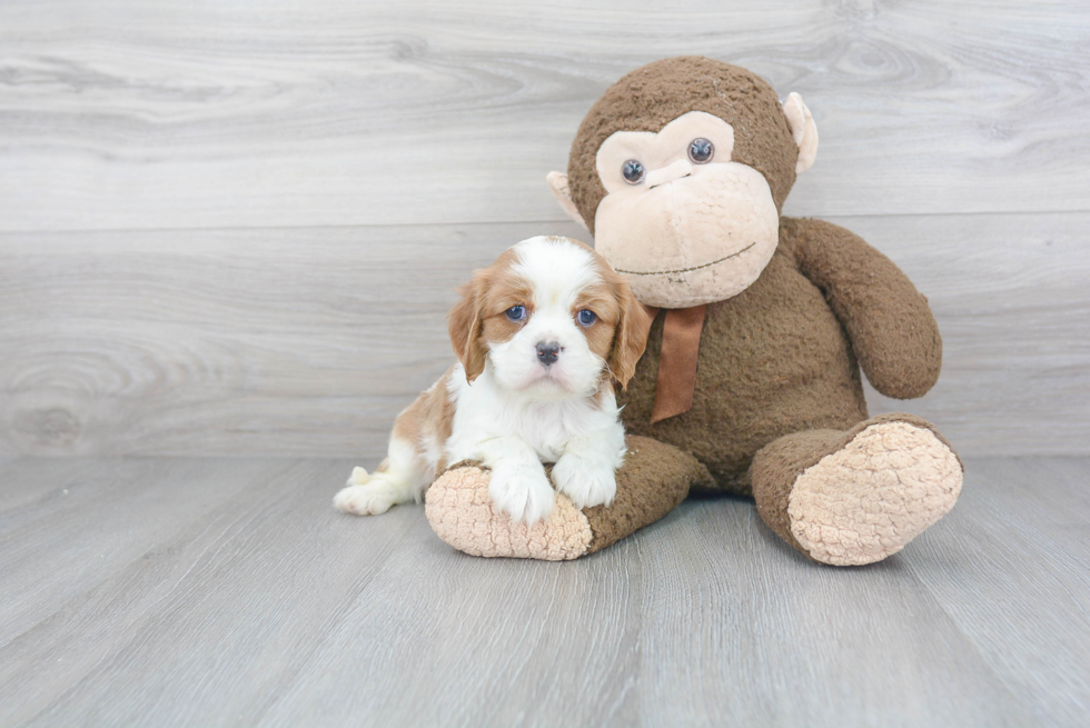 Small Cavalier King Charles Spaniel Purebred Pup