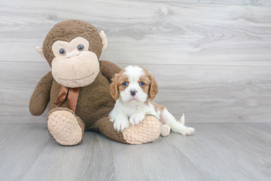 Funny Cavalier King Charles Spaniel Purebred Pup