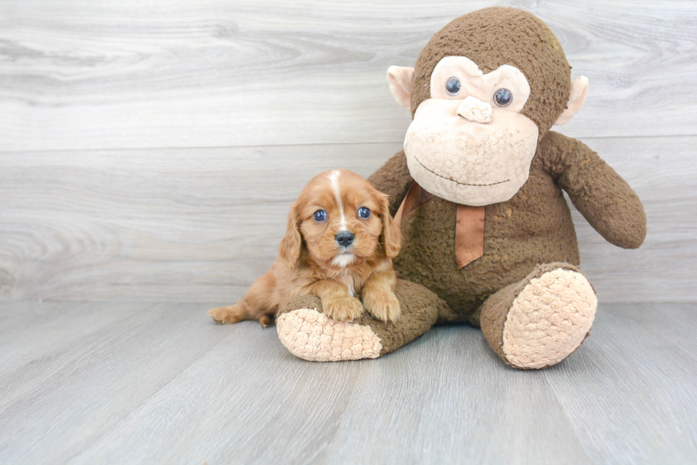 Little Cavalier King Charles Spaniel Baby