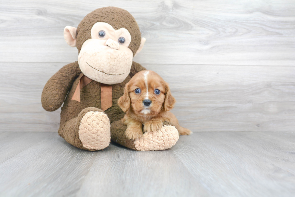 Funny Cavalier King Charles Spaniel Baby