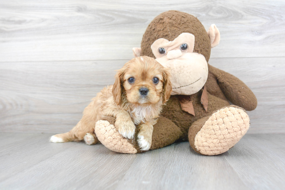 Smart Cavalier King Charles Spaniel Purebred Puppy