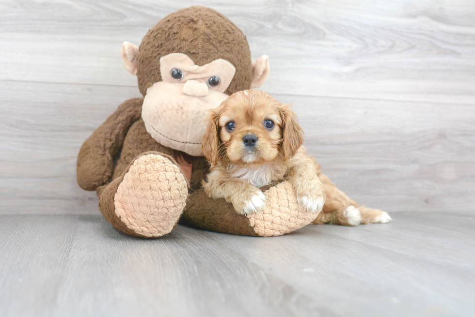 Small Cavalier King Charles Spaniel Purebred Pup