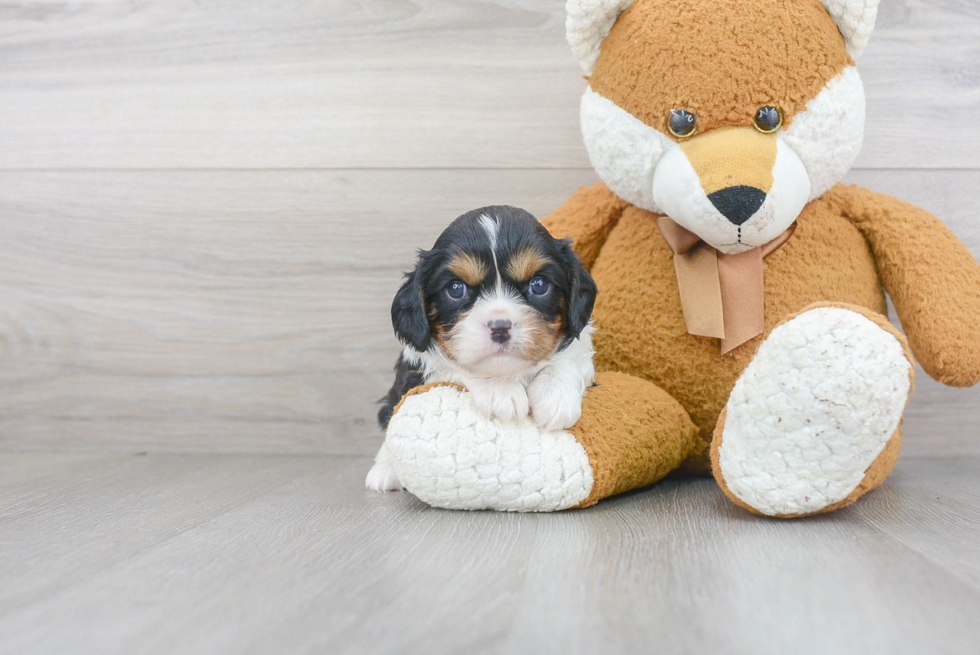 Cavalier King Charles Spaniel Puppy for Adoption