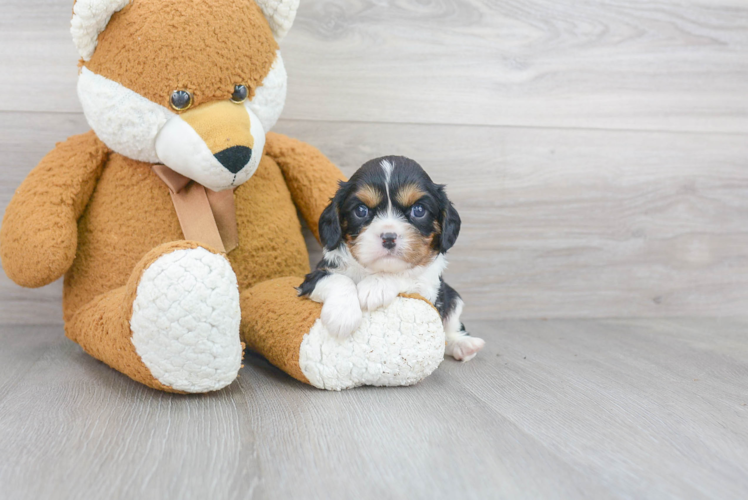 Energetic Cavalier King Charles Spaniel Purebred Puppy