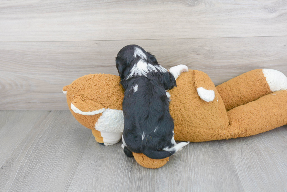 Small Cavalier King Charles Spaniel Baby