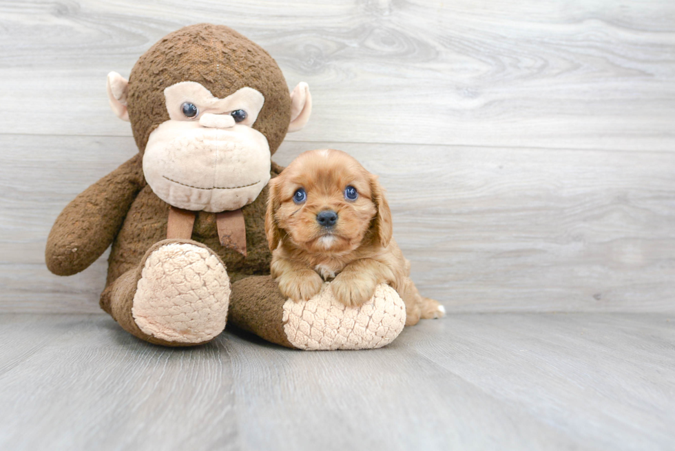 Cavalier King Charles Spaniel Puppy for Adoption