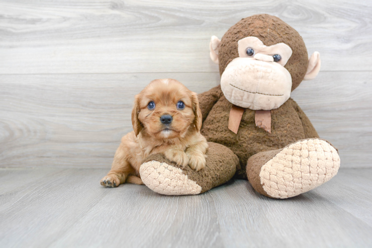 Cute Cavalier King Charles Spaniel Purebred Puppy